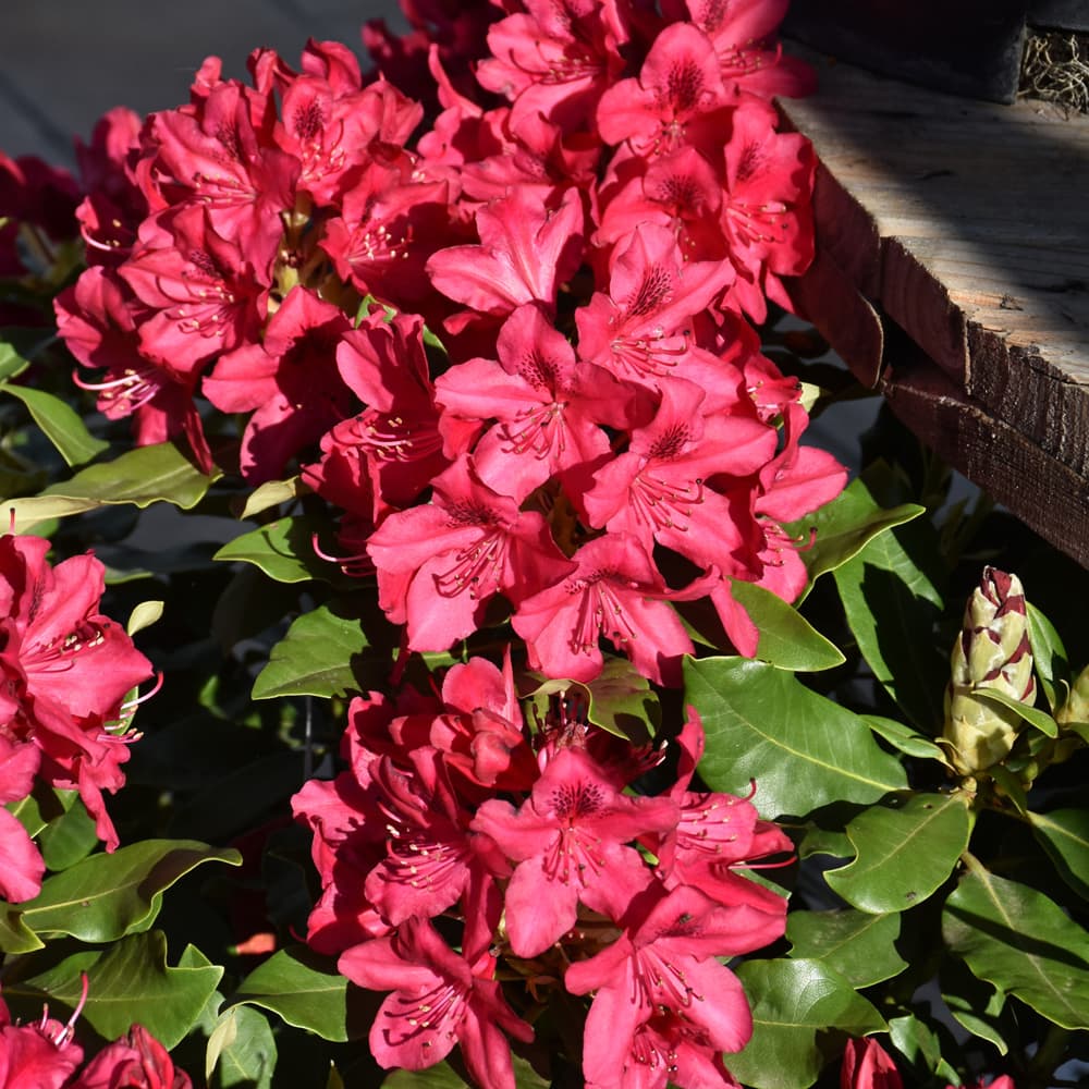 NetPS Plant Finder (www.netpsplantfinder.com)