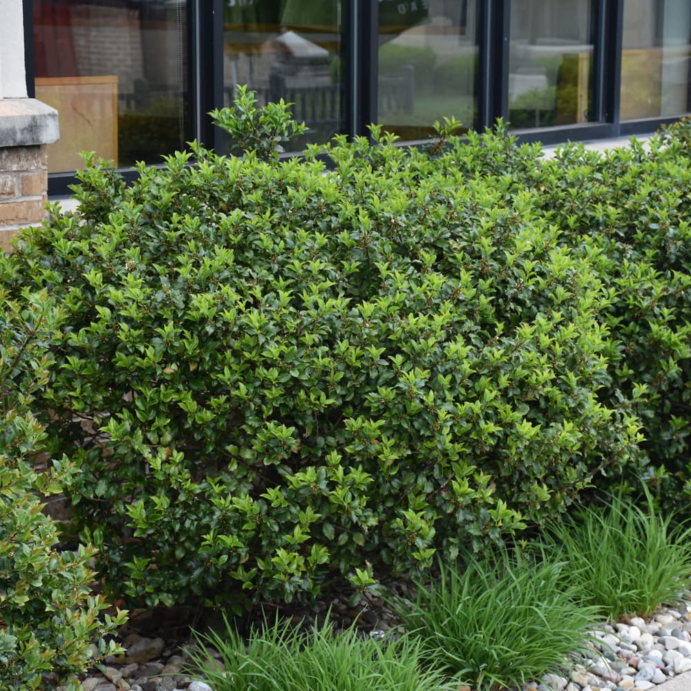 NetPS Plant Finder (www.netpsplantfinder.com)