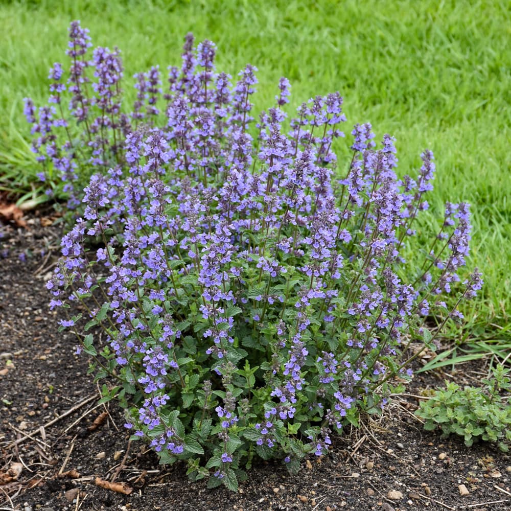 NetPS Plant Finder (www.netpsplantfinder.com)