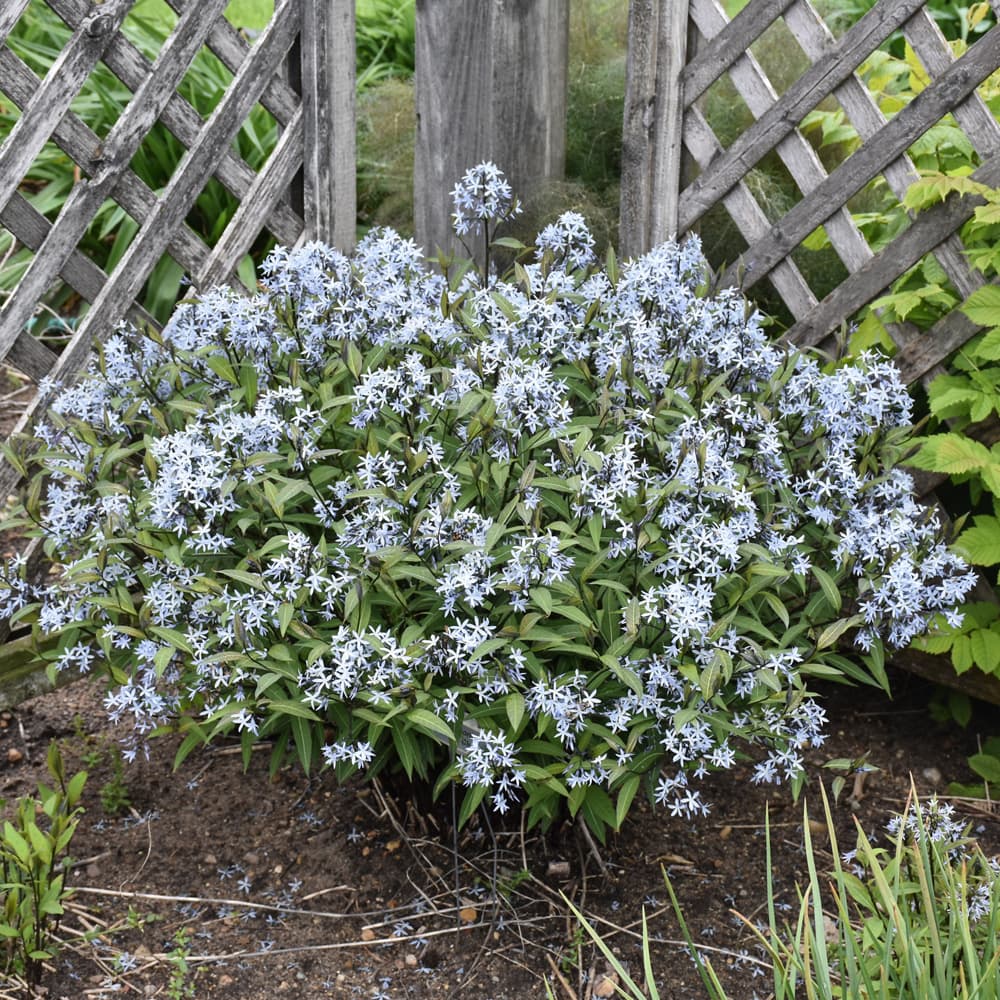 NetPS Plant Finder (www.netpsplantfinder.com)