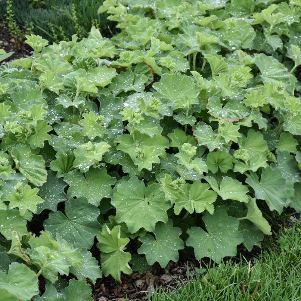 NetPS Plant Finder (www.netpsplantfinder.com)