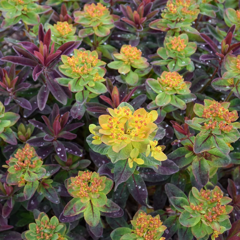 NetPS Plant Finder (www.netpsplantfinder.com)