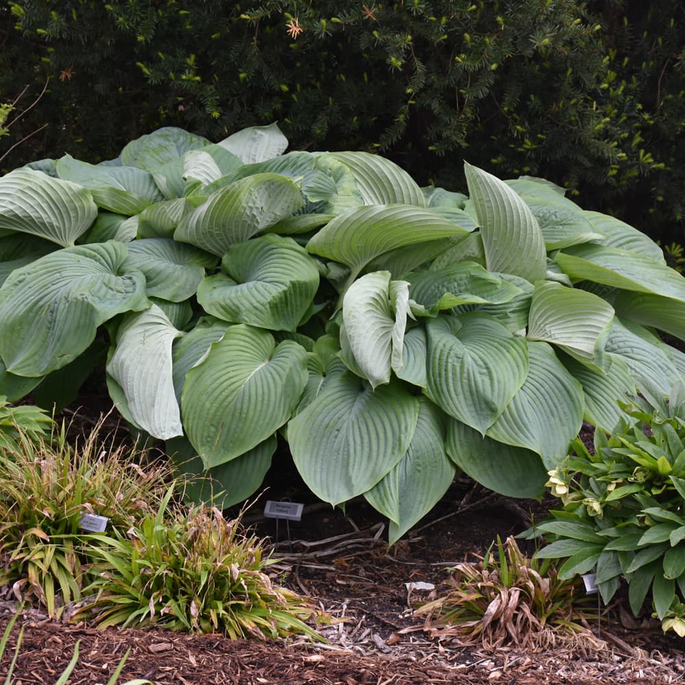 NetPS Plant Finder (www.netpsplantfinder.com)