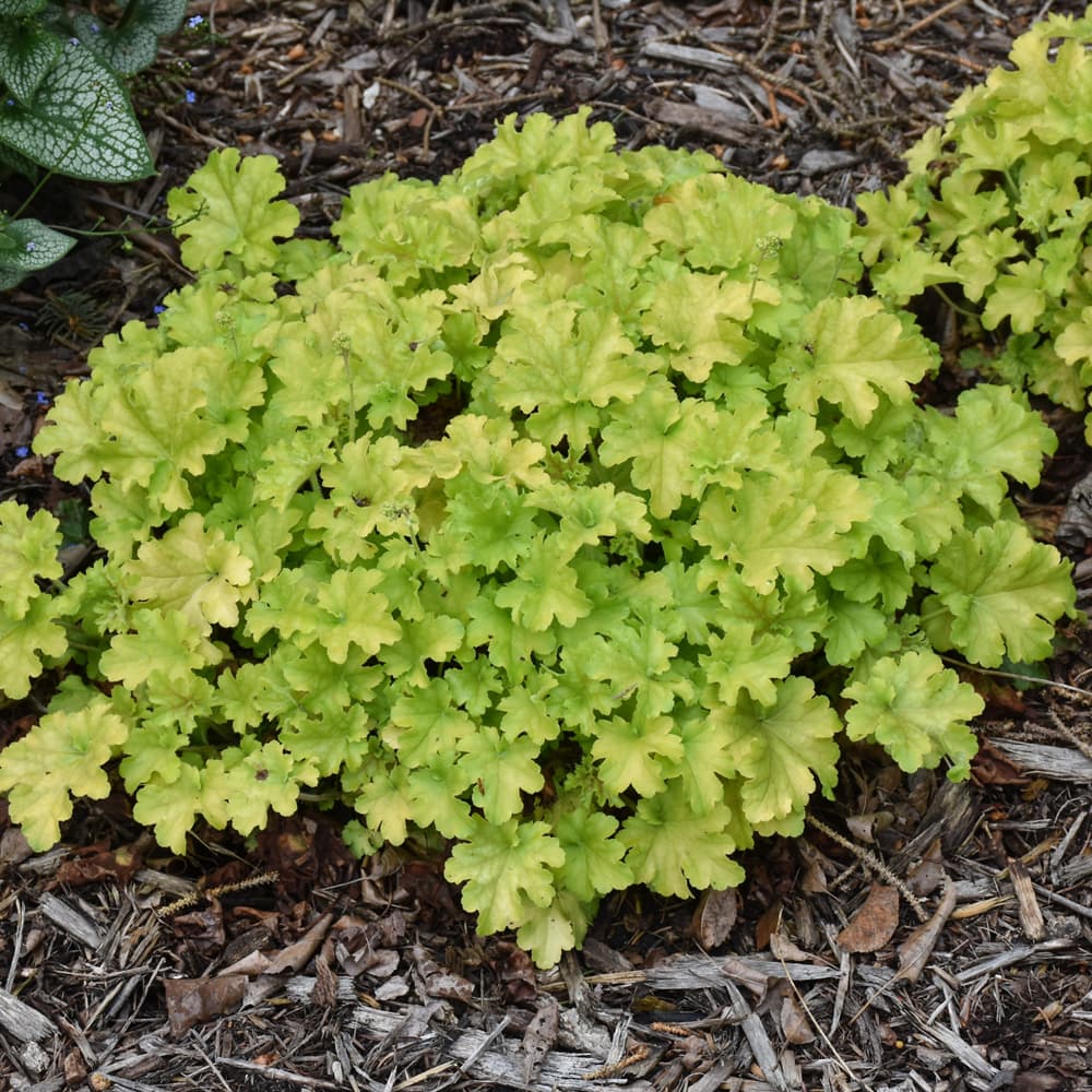 NetPS Plant Finder (www.netpsplantfinder.com)