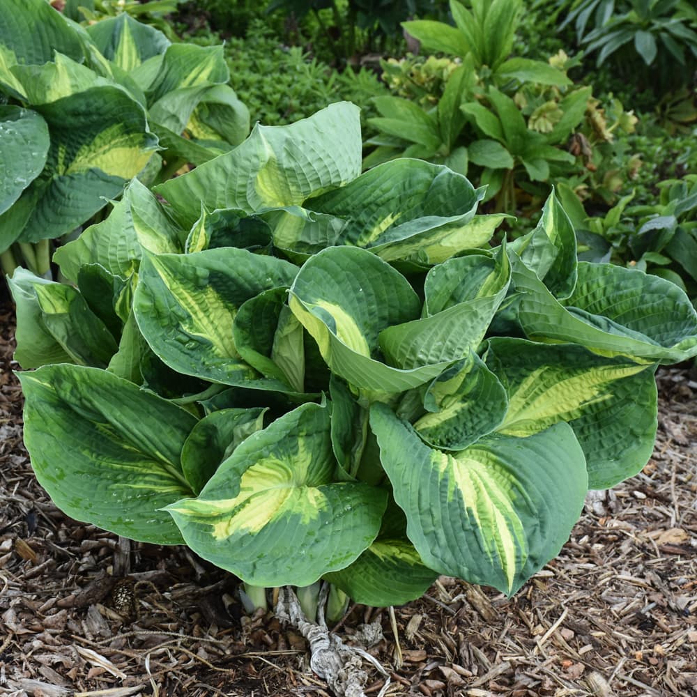 NetPS Plant Finder (www.netpsplantfinder.com)