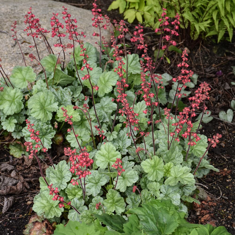 NetPS Plant Finder (www.netpsplantfinder.com)