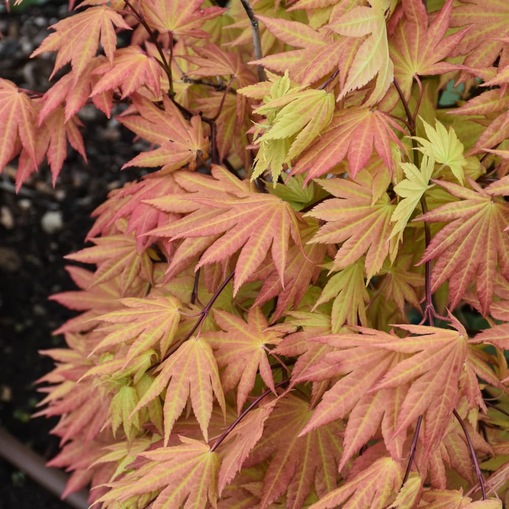 NetPS Plant Finder (www.netpsplantfinder.com)