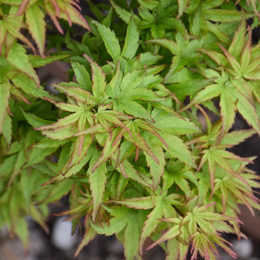 NetPS Plant Finder (www.netpsplantfinder.com)