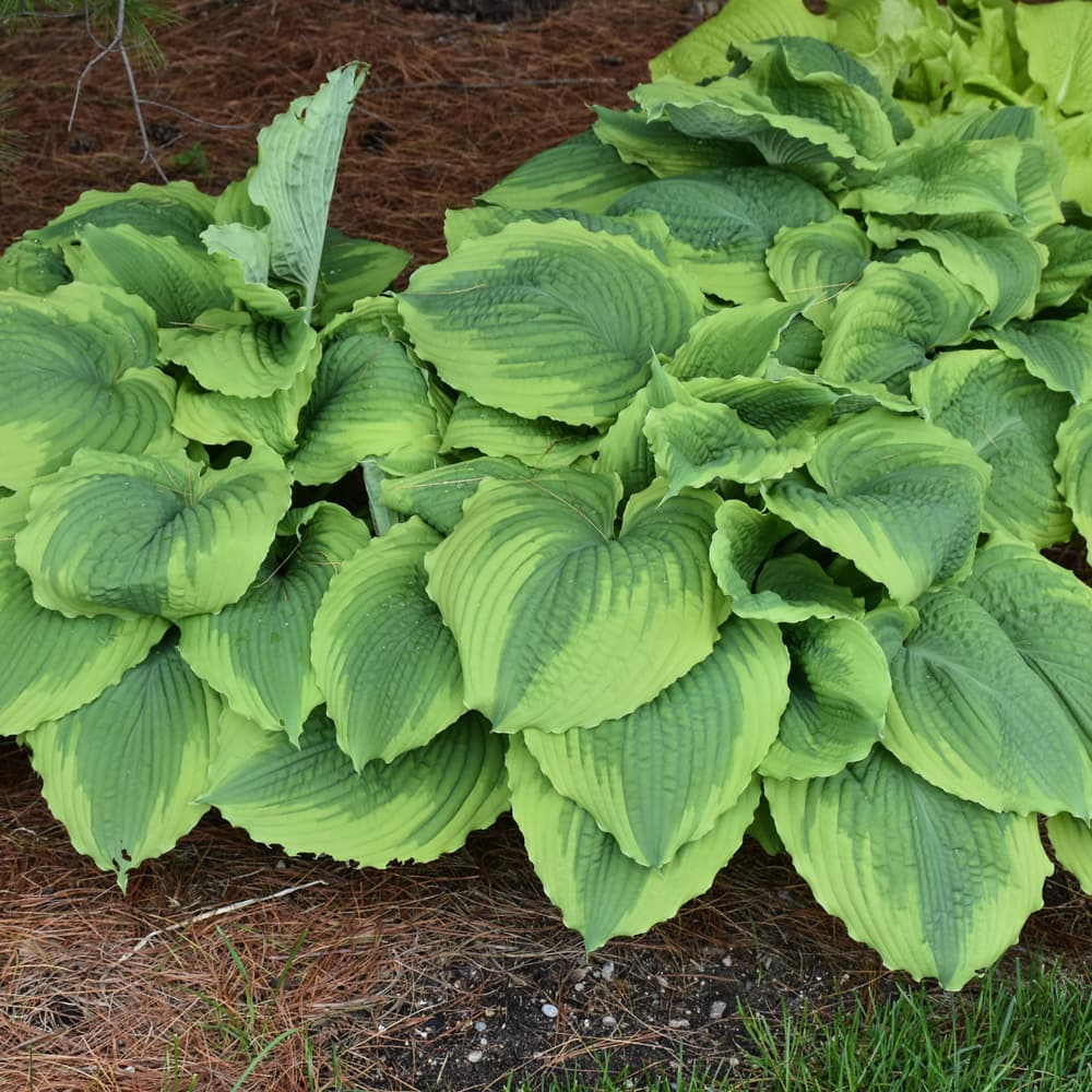 NetPS Plant Finder (www.netpsplantfinder.com)