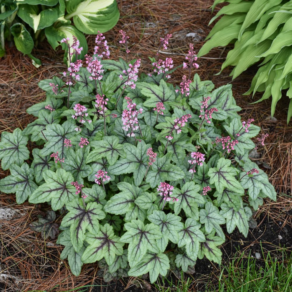 NetPS Plant Finder (www.netpsplantfinder.com)