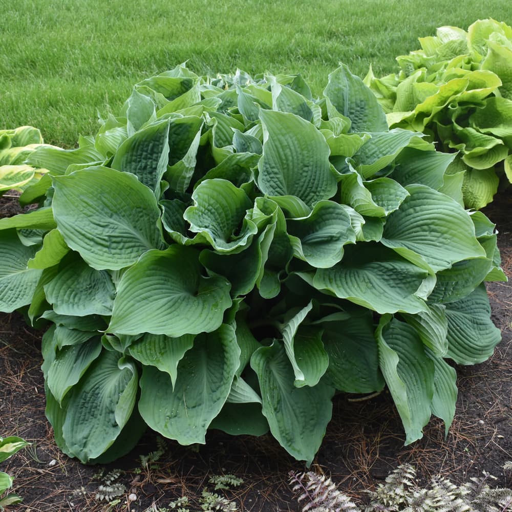 NetPS Plant Finder (www.netpsplantfinder.com)