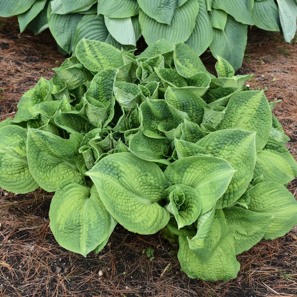 NetPS Plant Finder (www.netpsplantfinder.com)