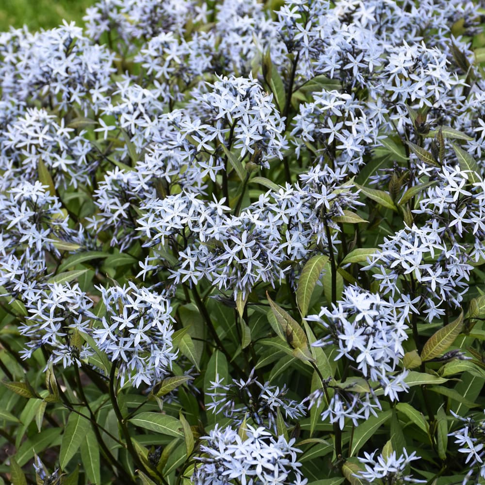 NetPS Plant Finder (www.netpsplantfinder.com)