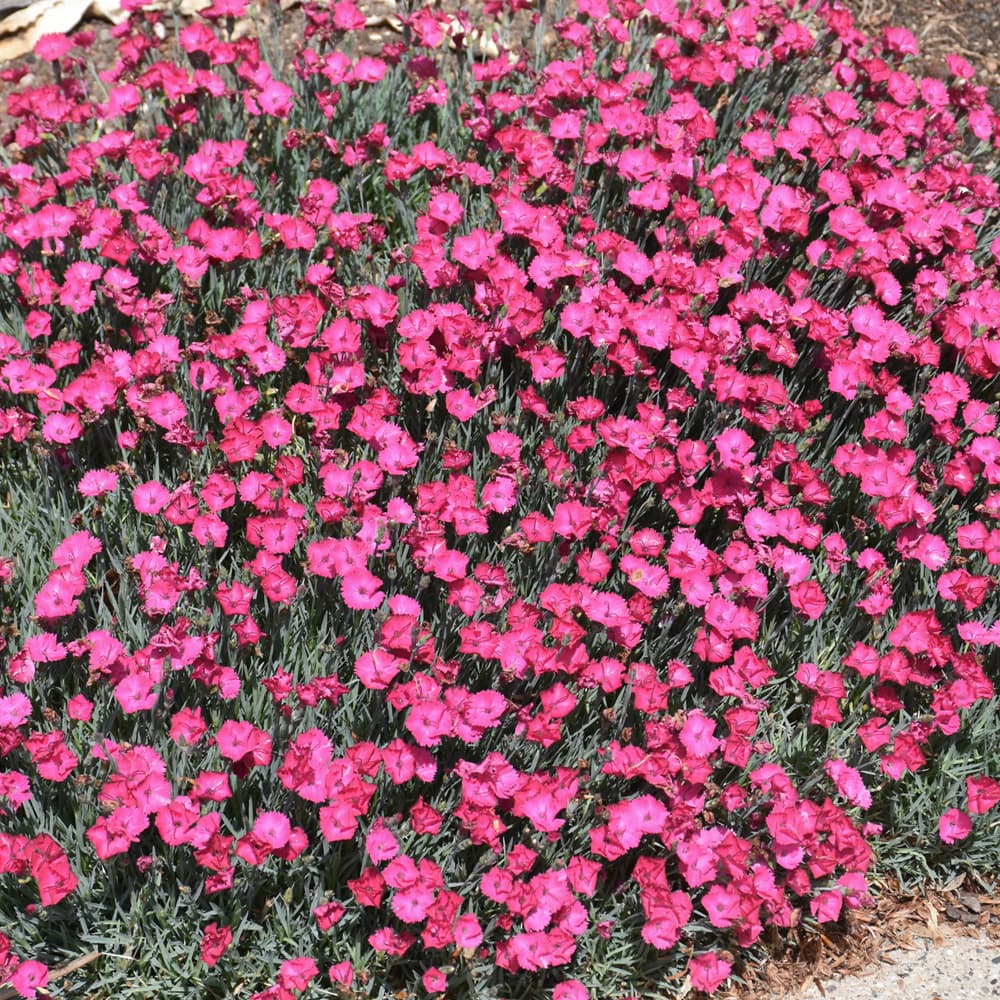 NetPS Plant Finder (www.netpsplantfinder.com)