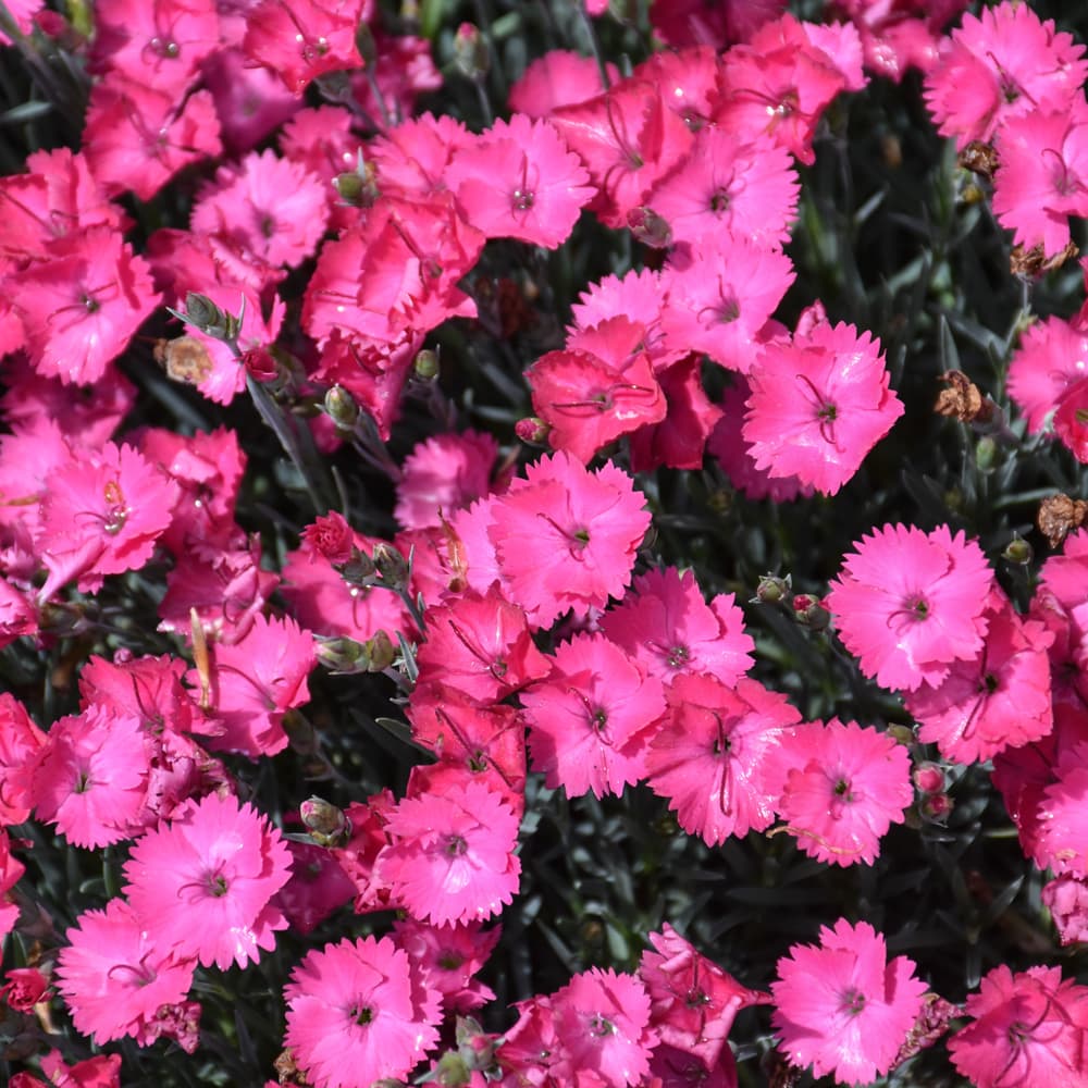 NetPS Plant Finder (www.netpsplantfinder.com)