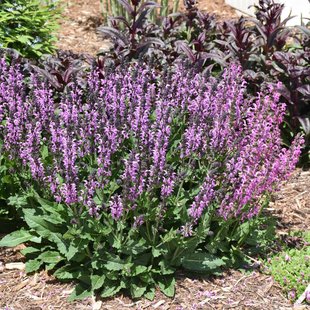 NetPS Plant Finder (www.netpsplantfinder.com)