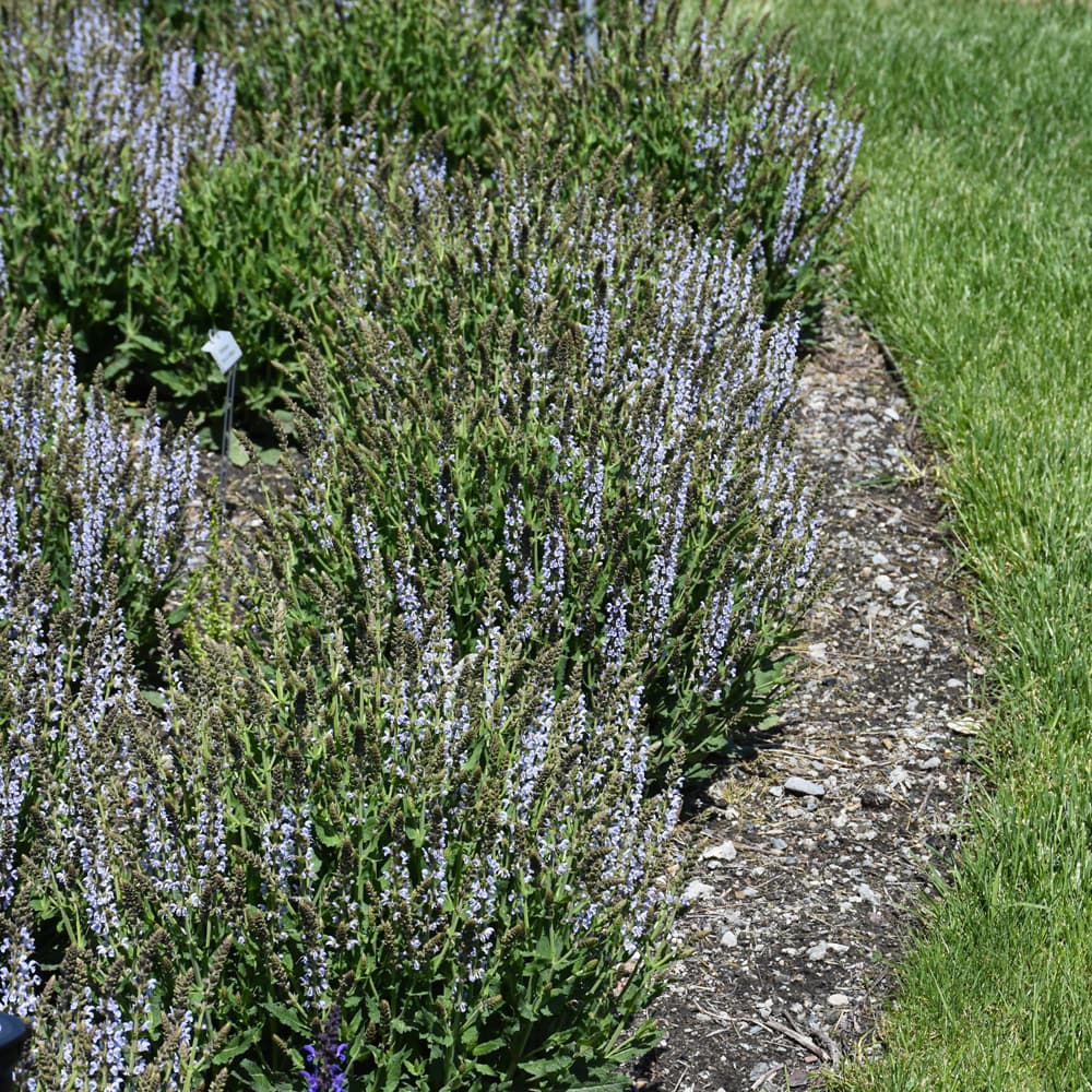 NetPS Plant Finder (www.netpsplantfinder.com)