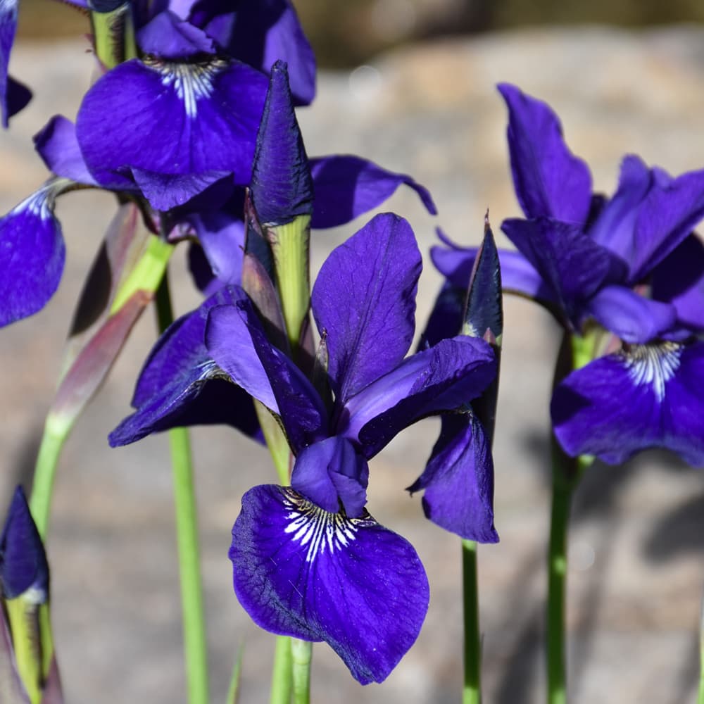 NetPS Plant Finder (www.netpsplantfinder.com)