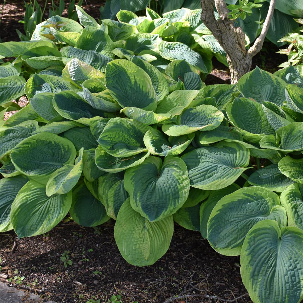 NetPS Plant Finder (www.netpsplantfinder.com)