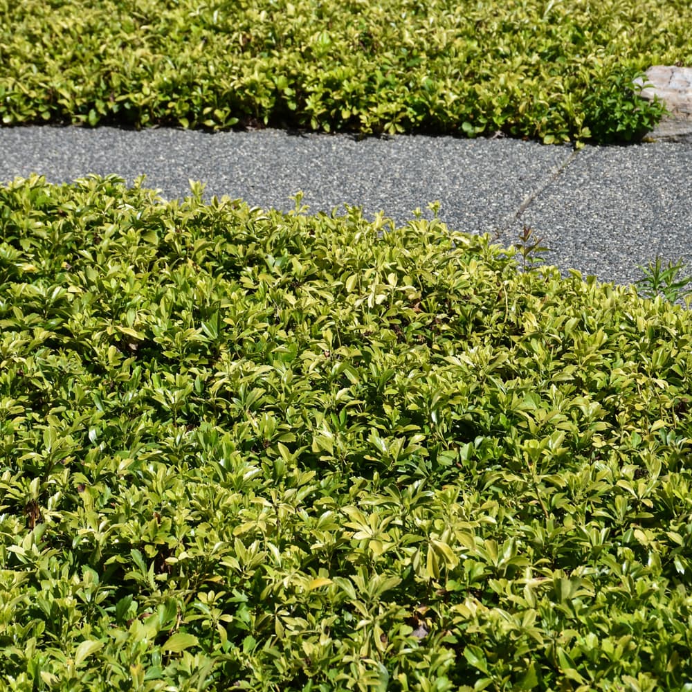 Pachysandra