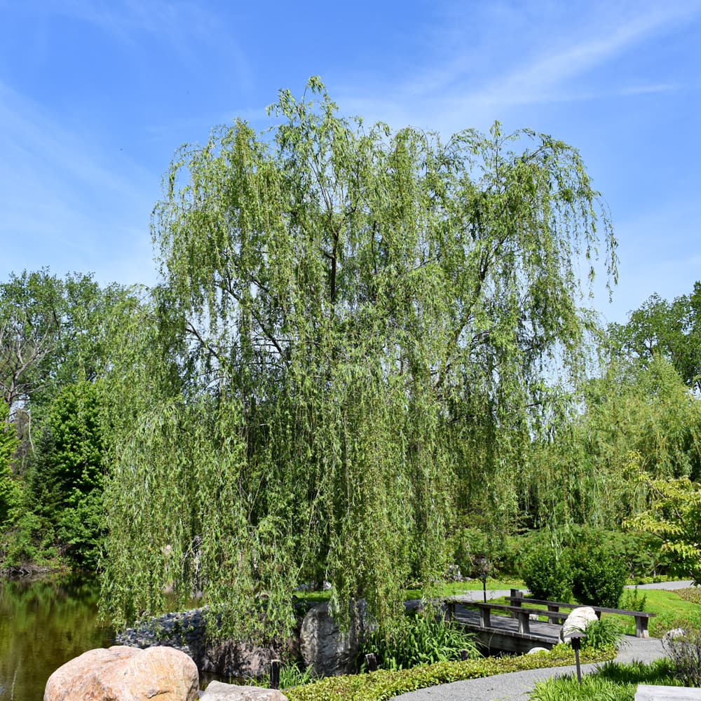 NetPS Plant Finder (www.netpsplantfinder.com)