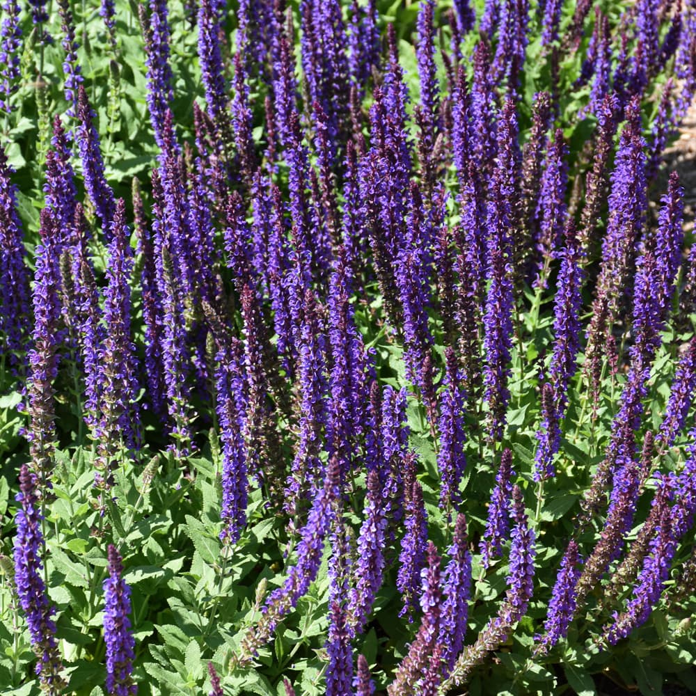 NetPS Plant Finder (www.netpsplantfinder.com)