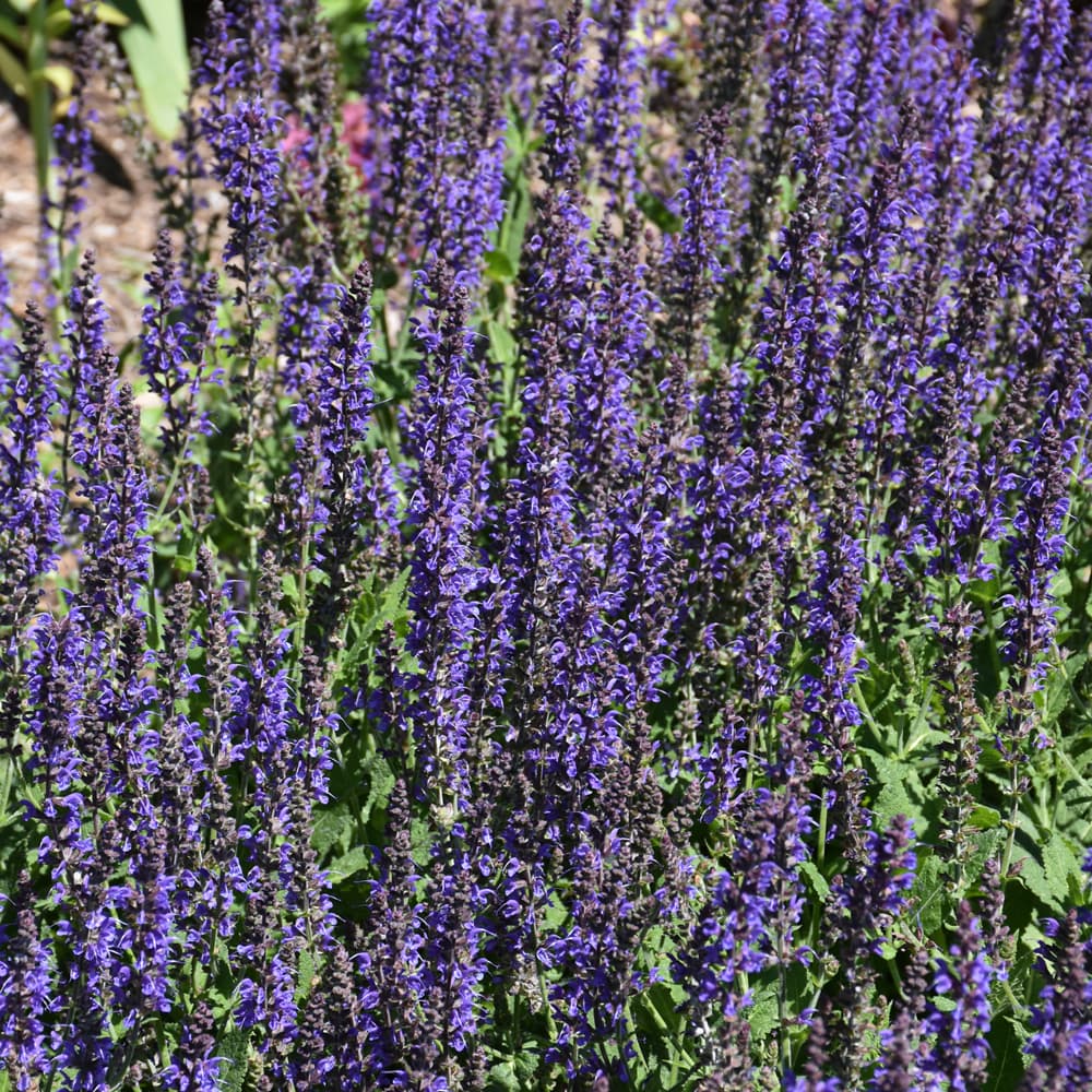 NetPS Plant Finder (www.netpsplantfinder.com)