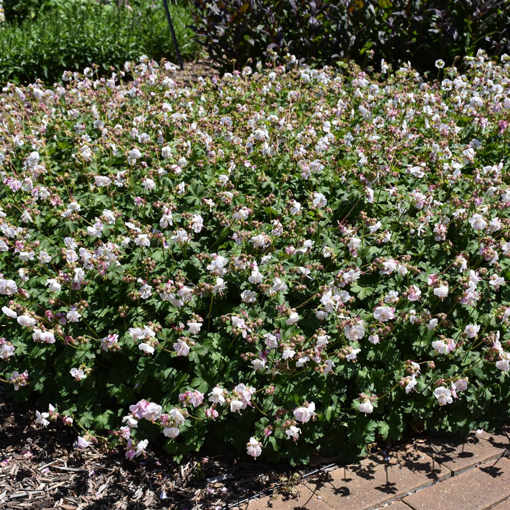 NetPS Plant Finder (www.netpsplantfinder.com)