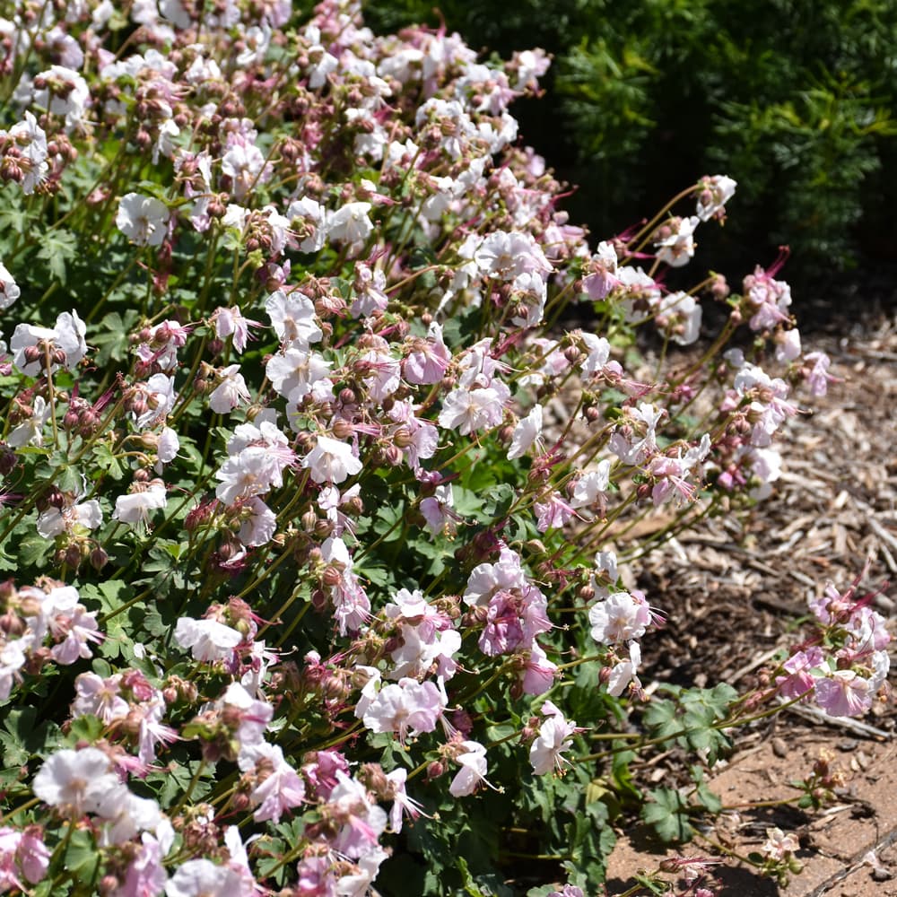 NetPS Plant Finder (www.netpsplantfinder.com)