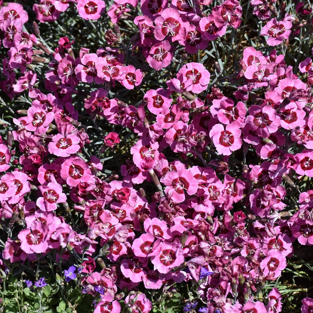 NetPS Plant Finder (www.netpsplantfinder.com)