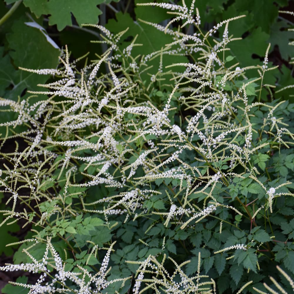 NetPS Plant Finder (www.netpsplantfinder.com)