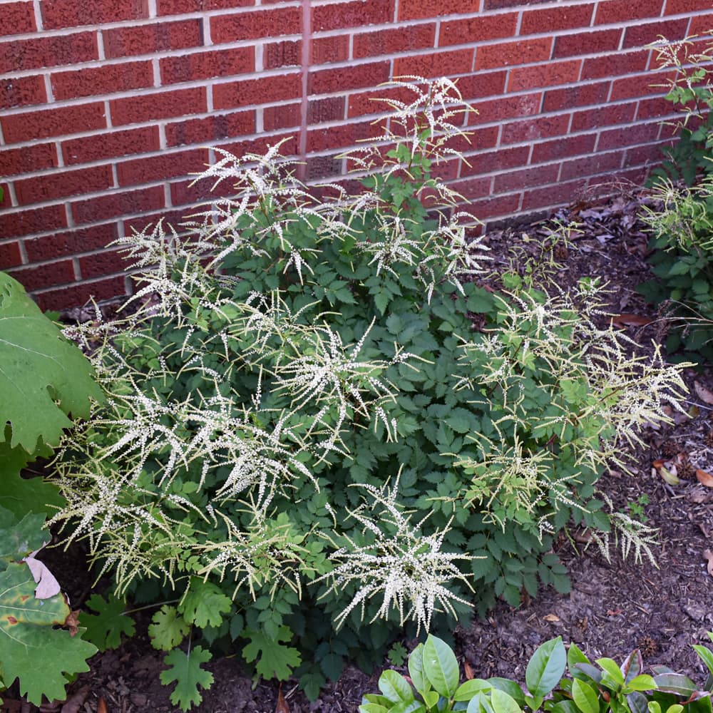 NetPS Plant Finder (www.netpsplantfinder.com)