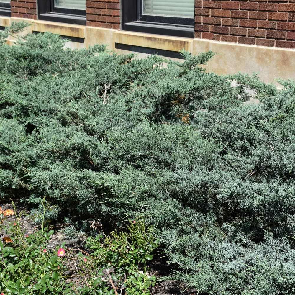 NetPS Plant Finder (www.netpsplantfinder.com)