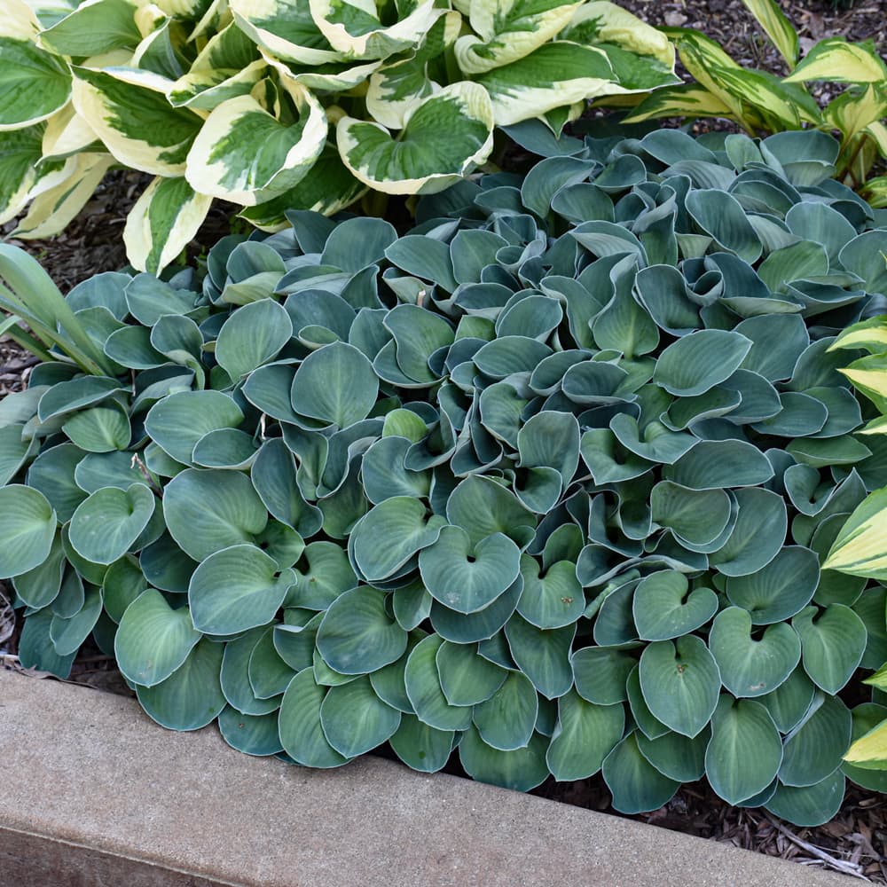 NetPS Plant Finder (www.netpsplantfinder.com)