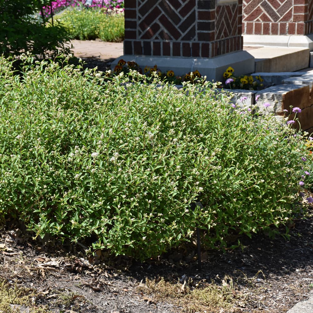 NetPS Plant Finder (www.netpsplantfinder.com)