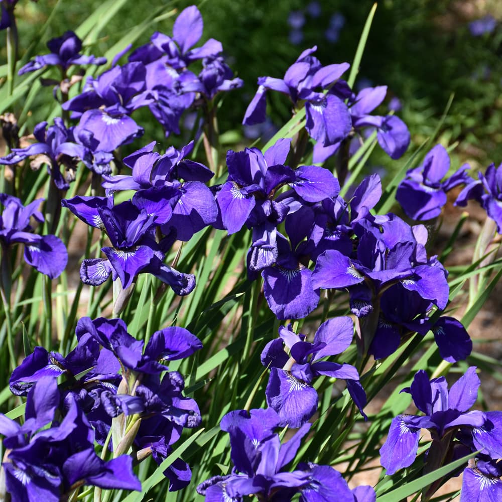 NetPS Plant Finder (www.netpsplantfinder.com)