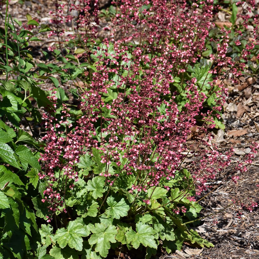 NetPS Plant Finder (www.netpsplantfinder.com)