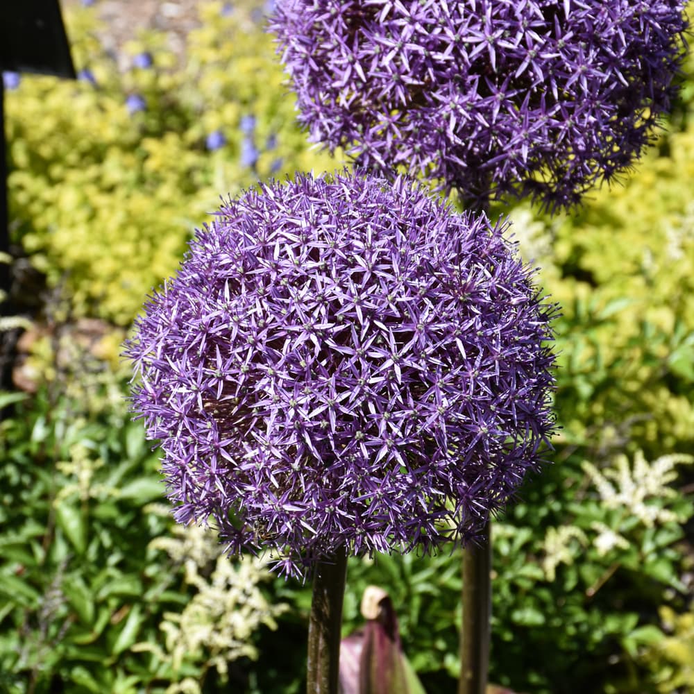 Allium Globemaster
