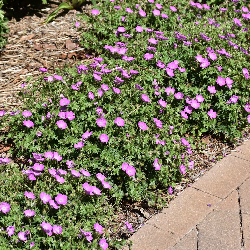 NetPS Plant Finder (www.netpsplantfinder.com)