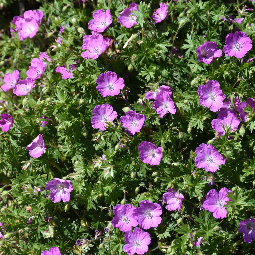 NetPS Plant Finder (www.netpsplantfinder.com)