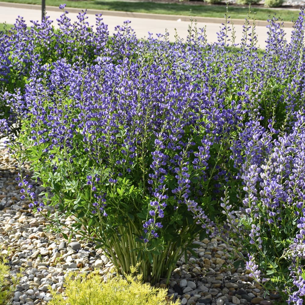 NetPS Plant Finder (www.netpsplantfinder.com)