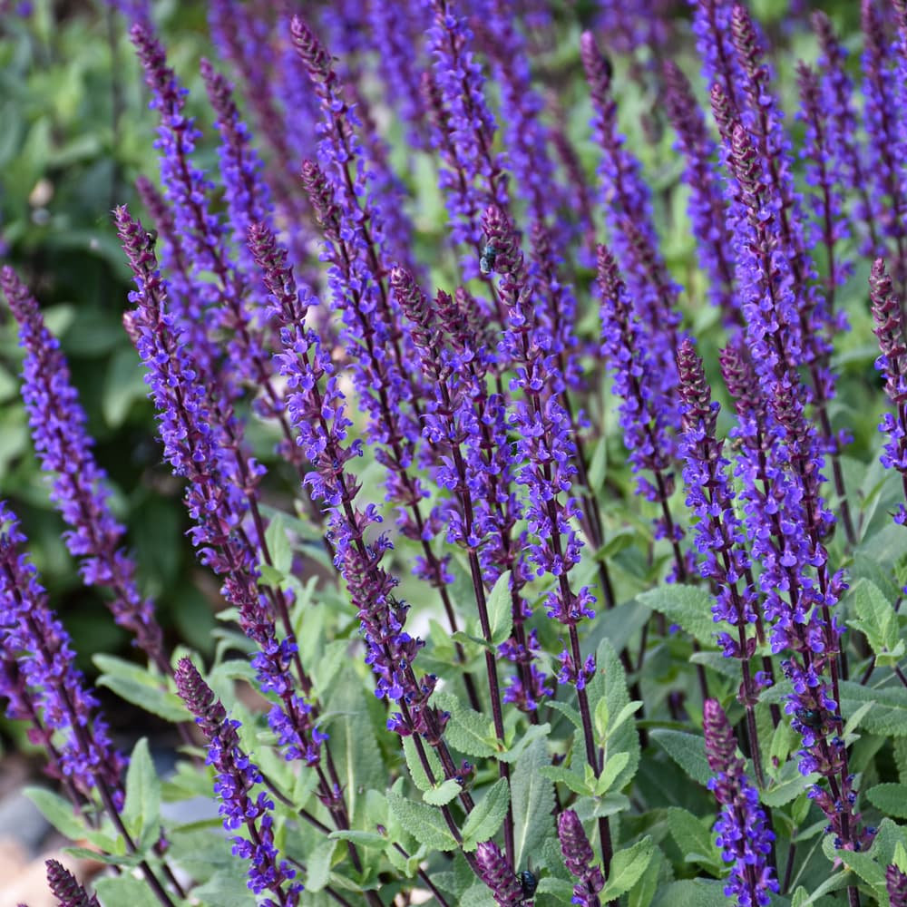 NetPS Plant Finder (www.netpsplantfinder.com)