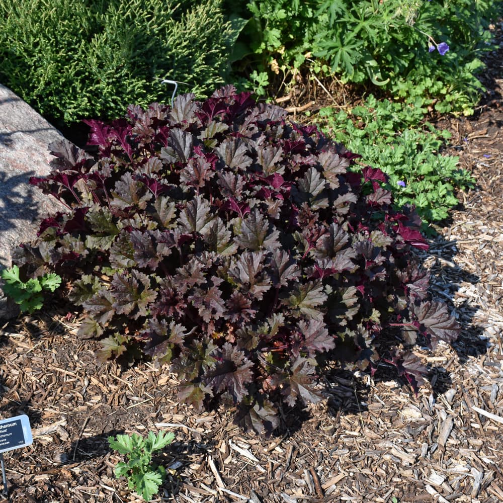 NetPS Plant Finder (www.netpsplantfinder.com)