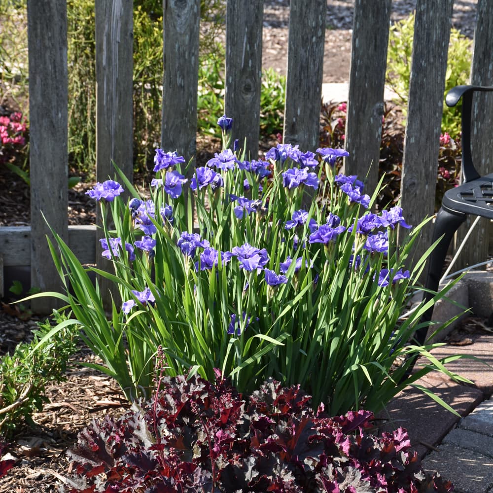 NetPS Plant Finder (www.netpsplantfinder.com)