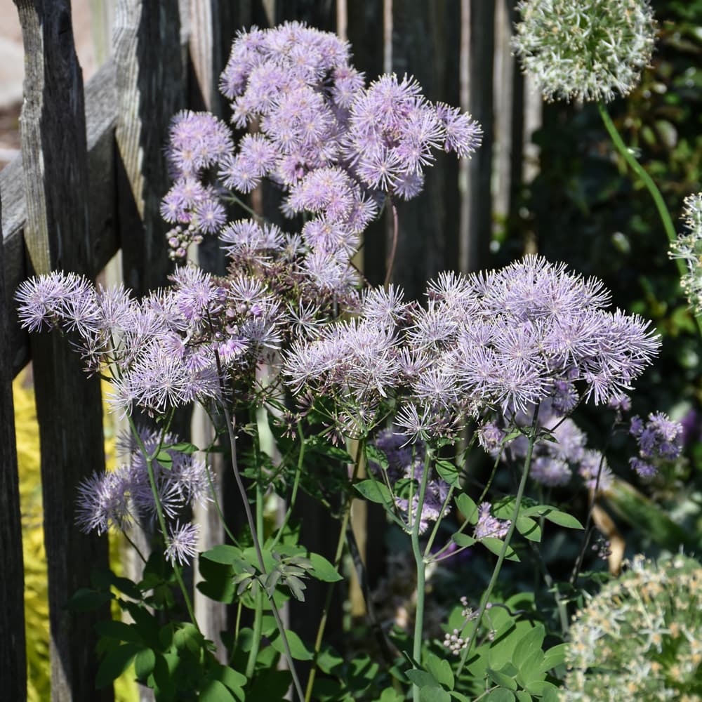 NetPS Plant Finder (www.netpsplantfinder.com)