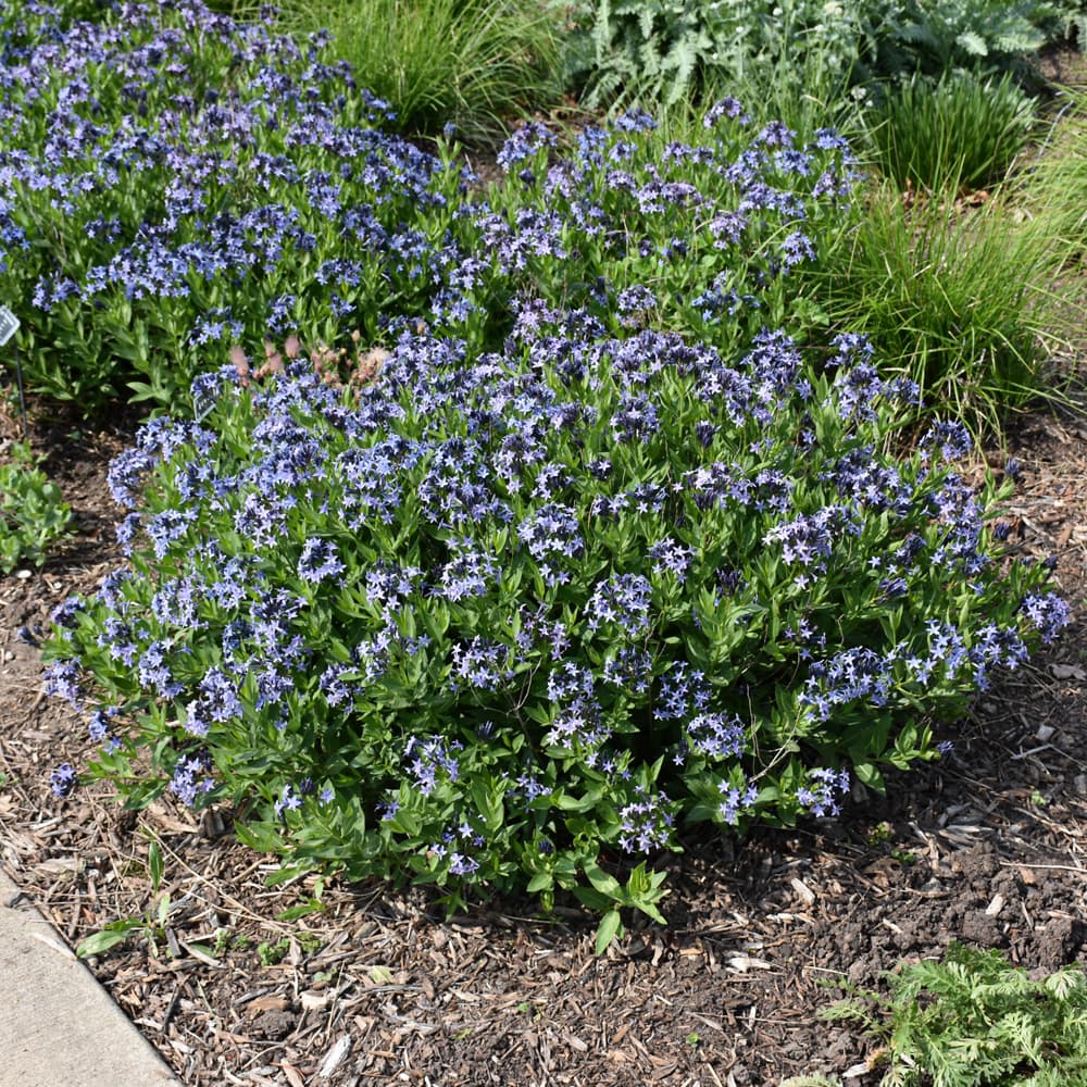 NetPS Plant Finder (www.netpsplantfinder.com)