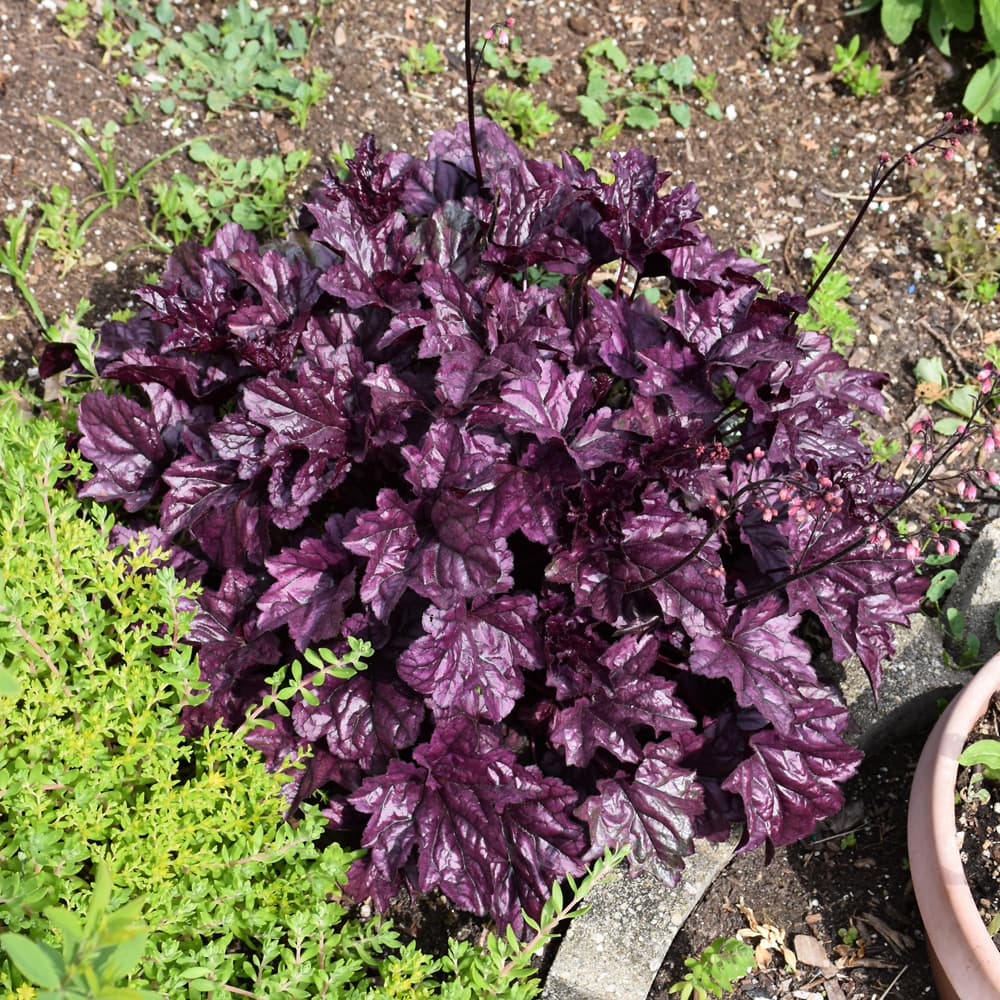 NetPS Plant Finder (www.netpsplantfinder.com)