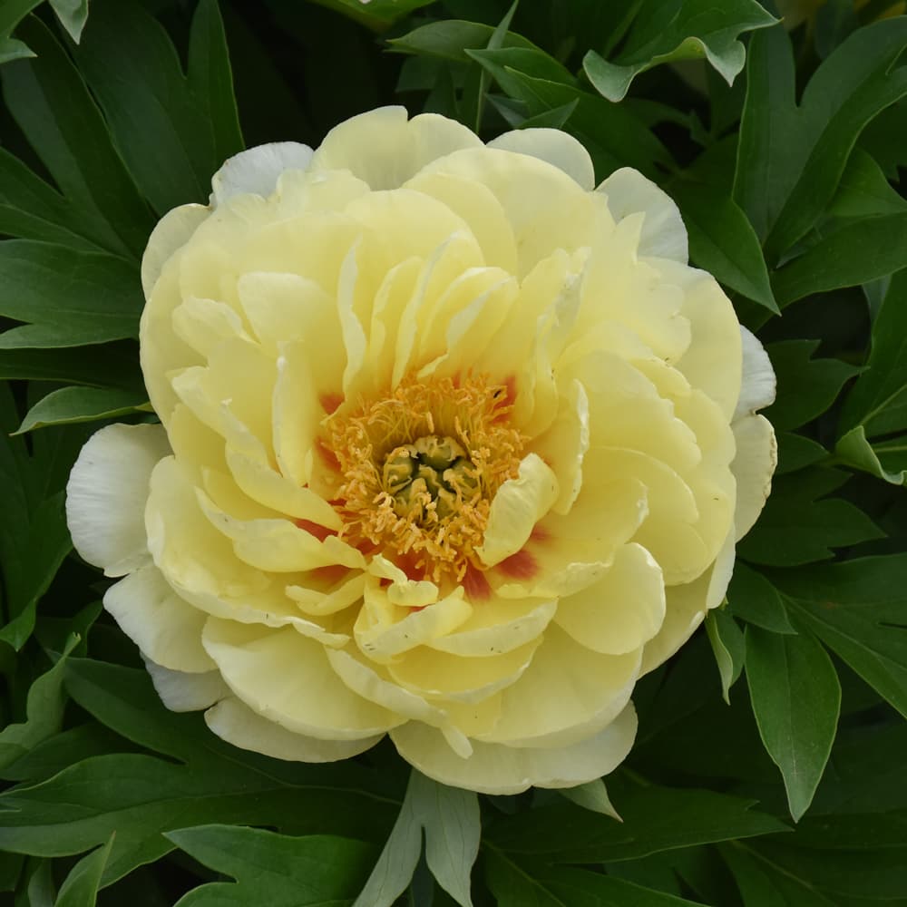 NetPS Plant Finder (www.netpsplantfinder.com)