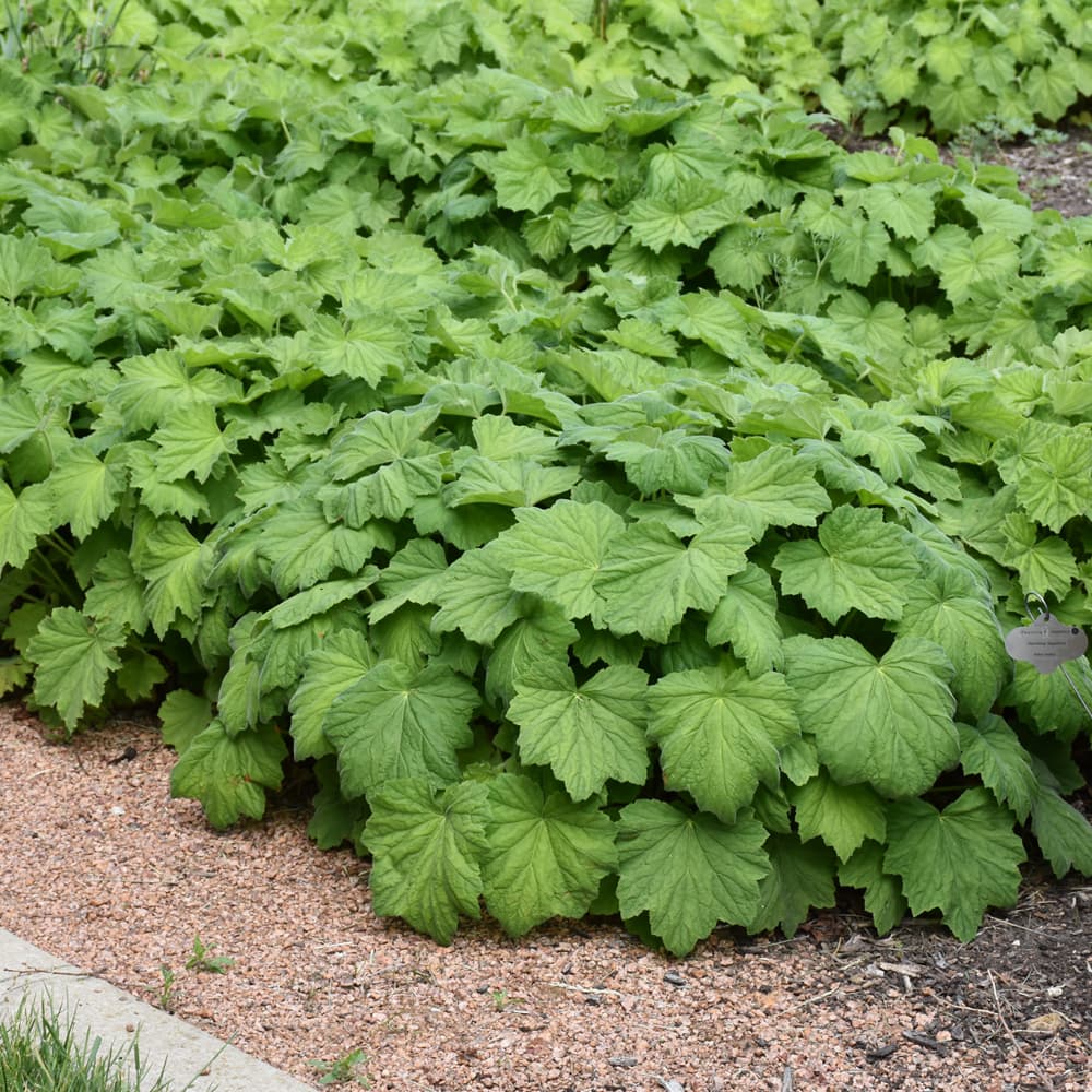 NetPS Plant Finder (www.netpsplantfinder.com)