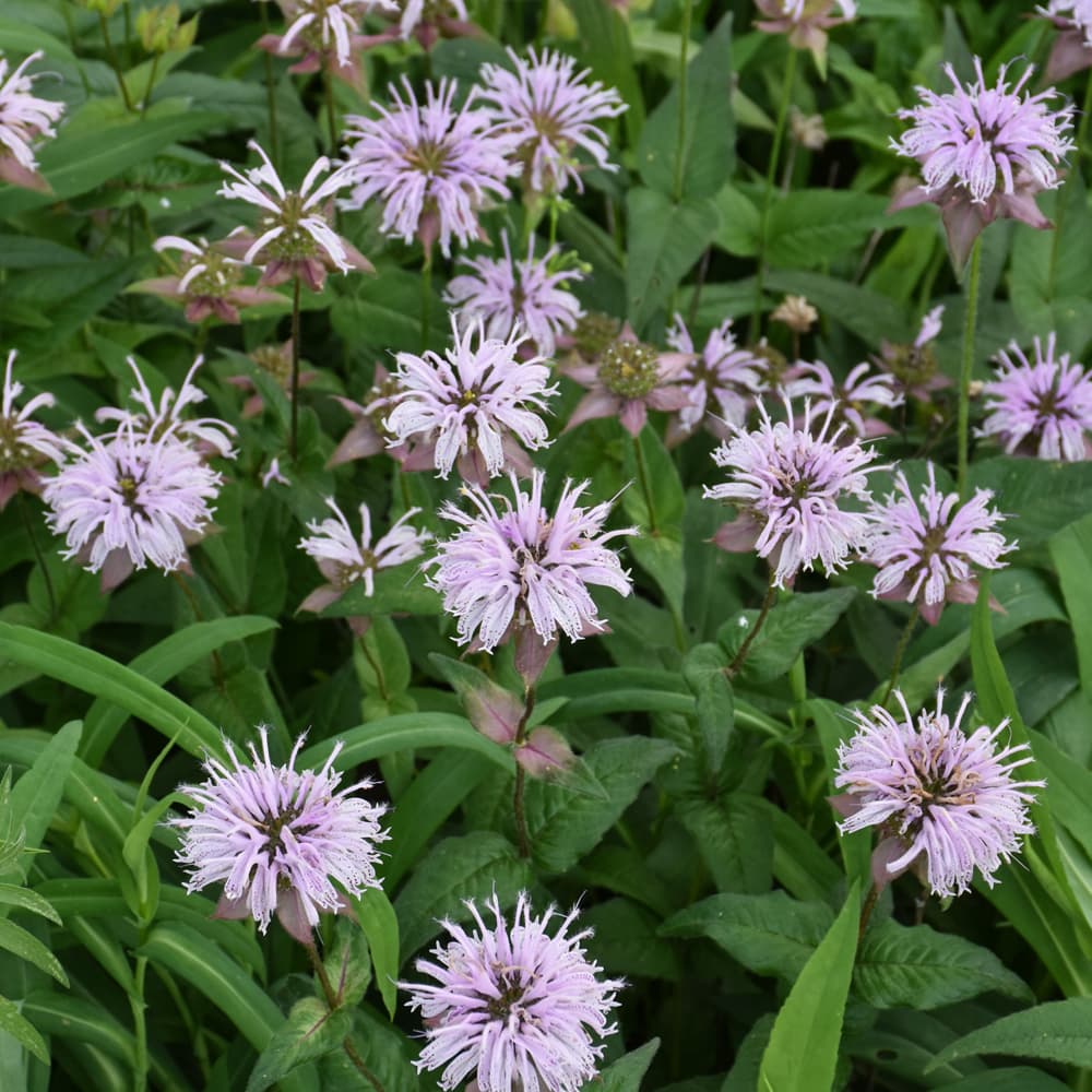 NetPS Plant Finder (www.netpsplantfinder.com)